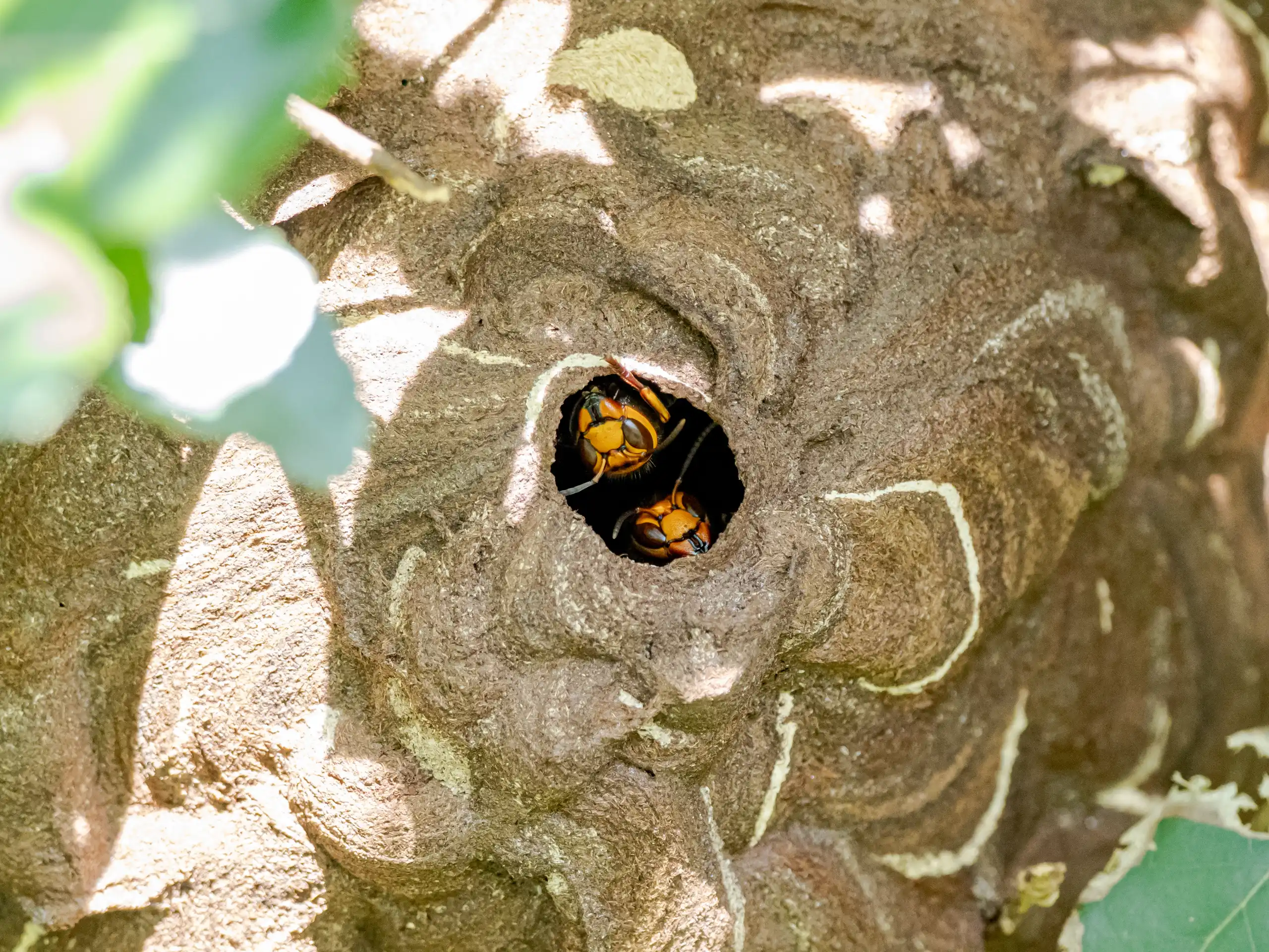 closeup shot of japanese giant hornets in their ne 2026 01 07 07 29 42 utc