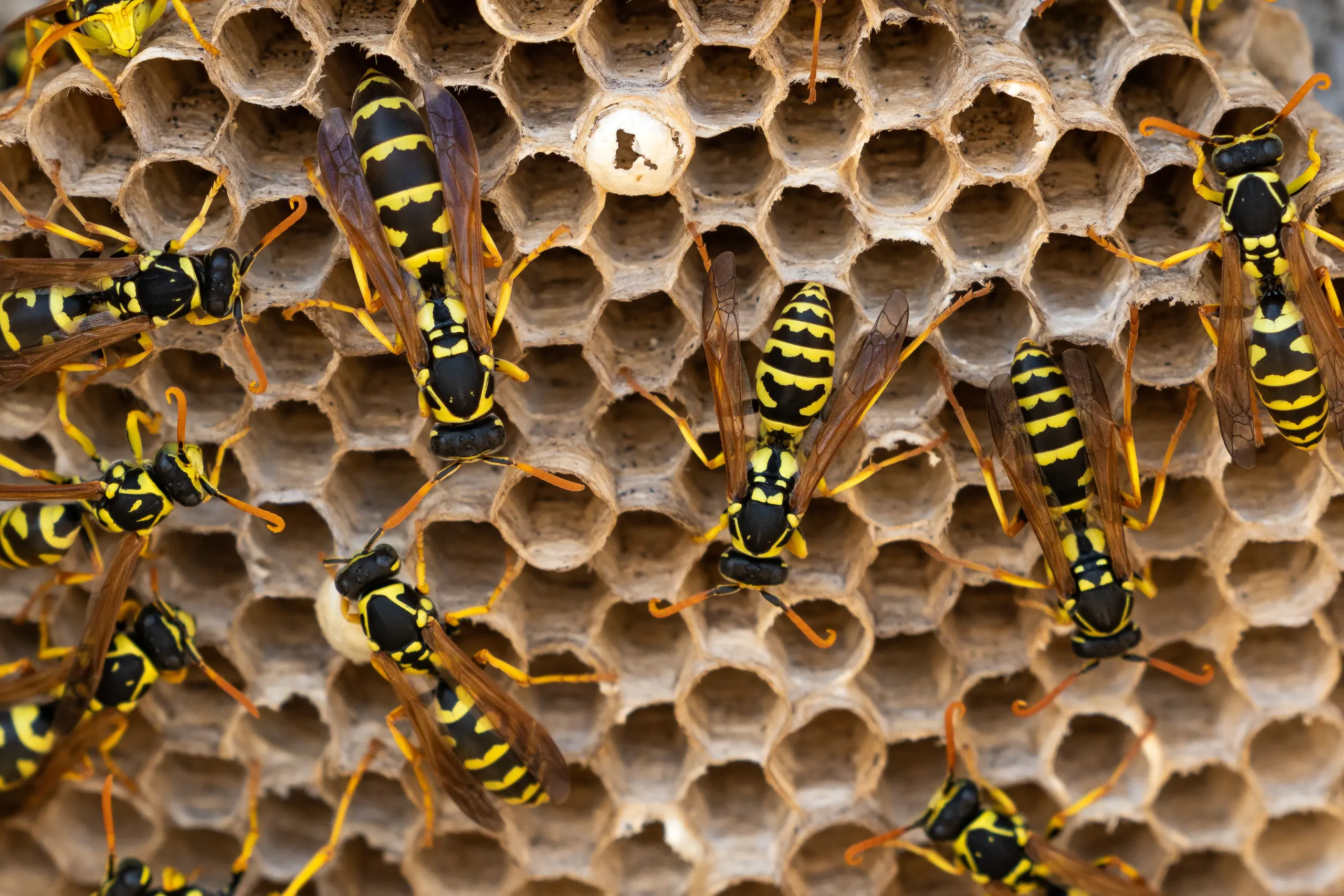 wasps in a nest 2026 01 09 11 08 43 utc