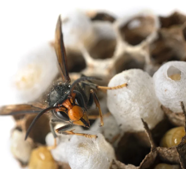 asian-hornet-in-studio-2026-01-07-02-13-58-utc