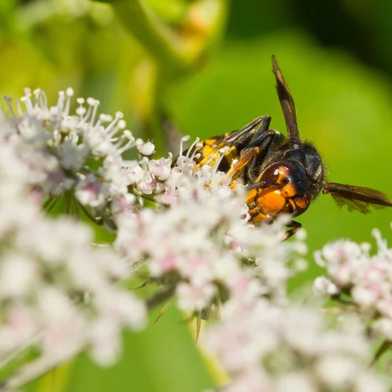 macro-shot-of-the-asian-hornet-pollinating-on-the-2026-01-08-00-29-31-utc