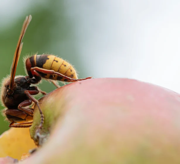 macro-view-of-a-hornet-on-an-apple-2026-01-08-02-12-59-utc